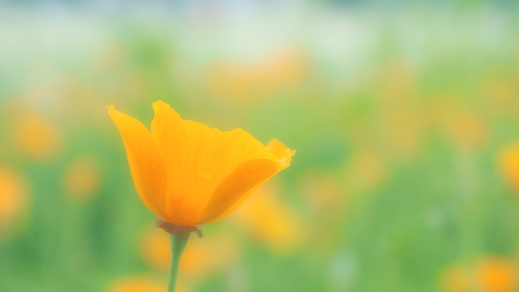 カリフォルニアポピー