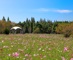 秋桜畑1