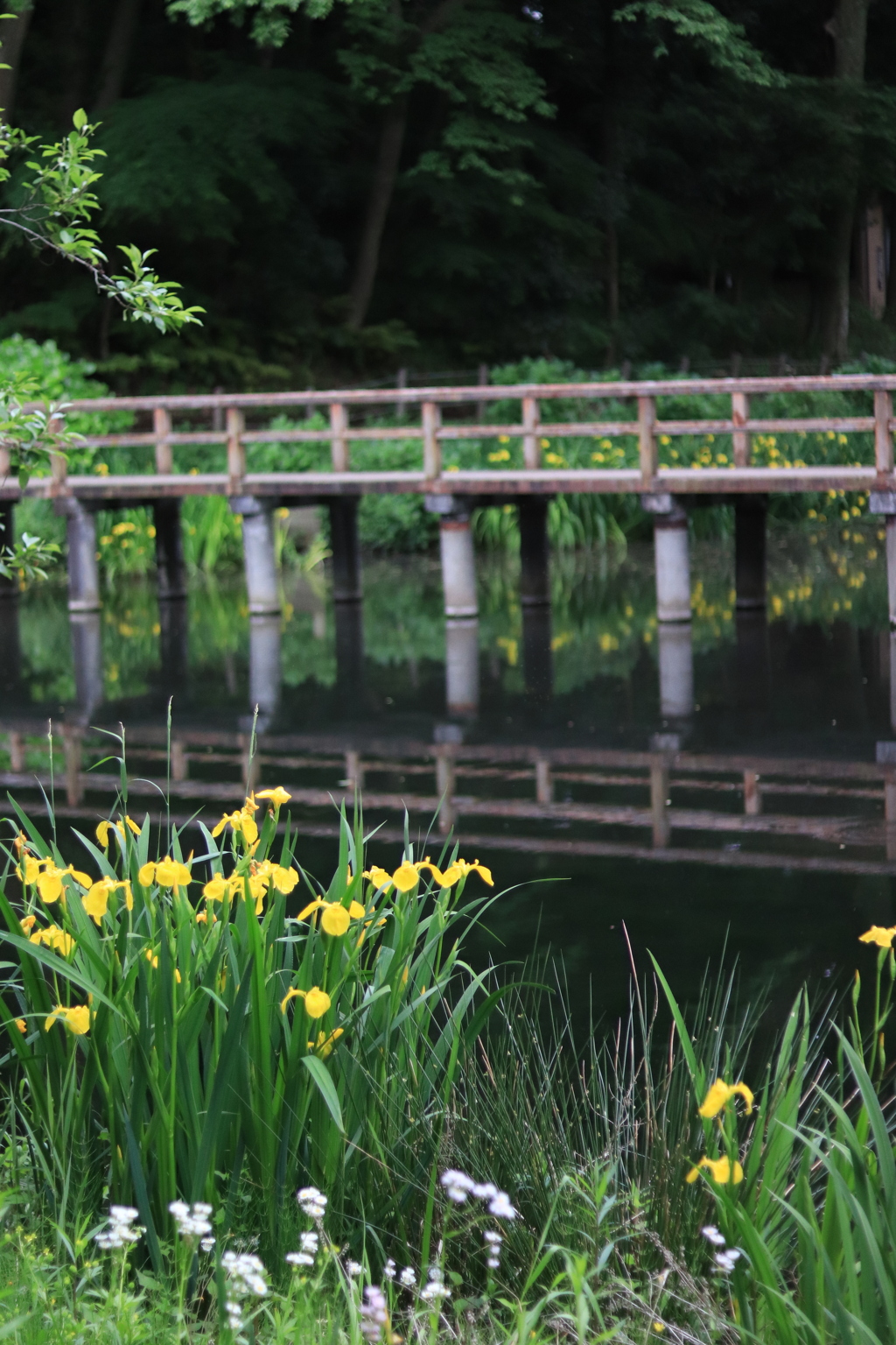 黄菖蒲と橋