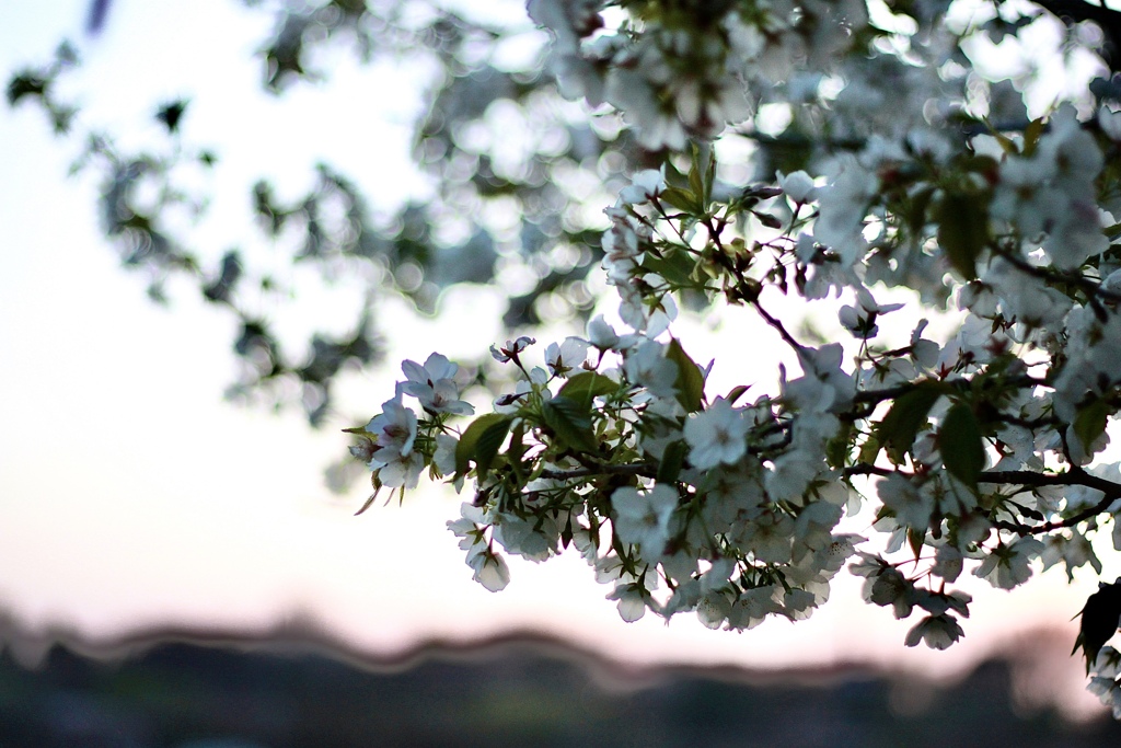 夕日の山桜
