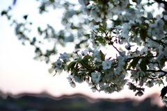 夕日の山桜