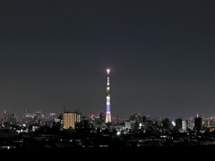 空の木