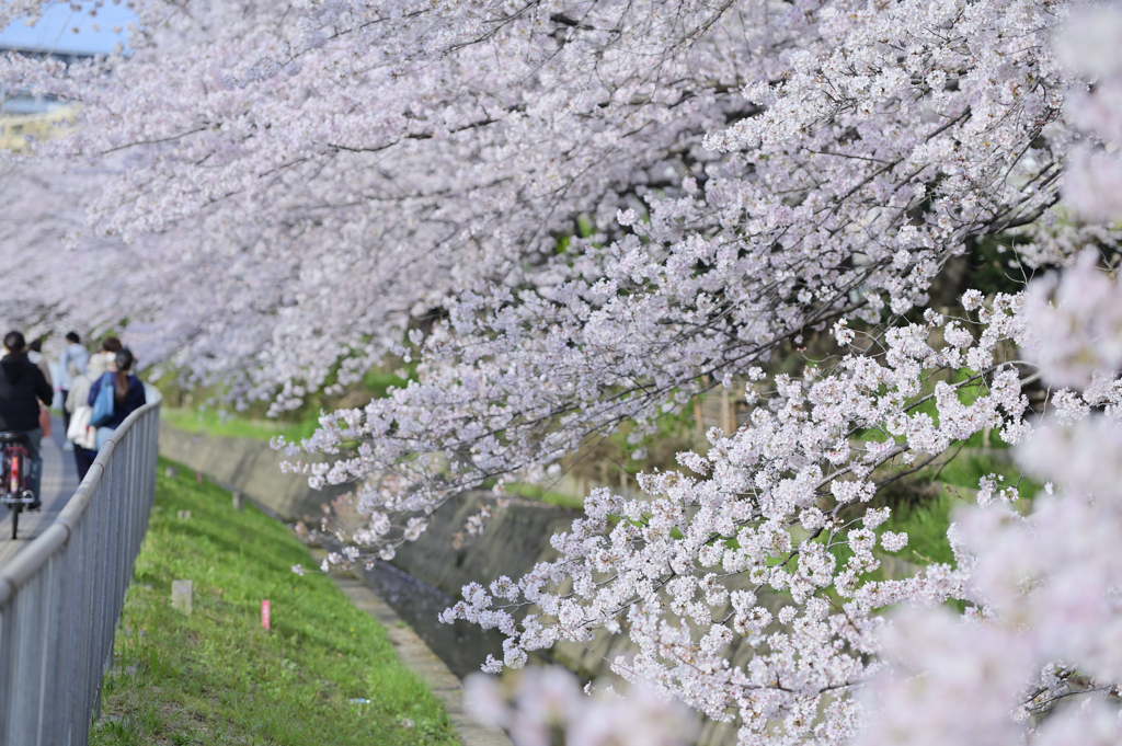 近所の桜