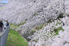近所の桜