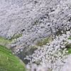 近所の桜