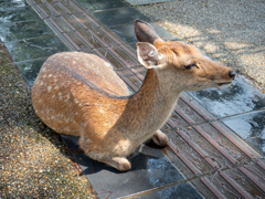 涼む鹿ちゃん