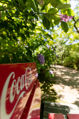 コカコーラと紫陽花