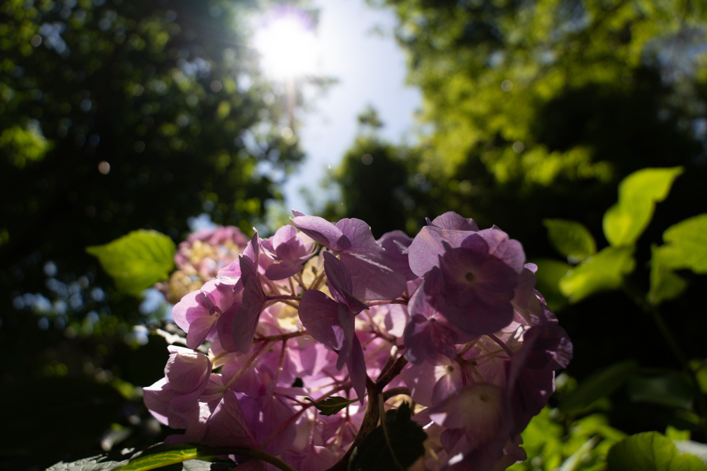 紫陽花in長谷寺