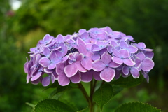 白い縁のある紫陽花