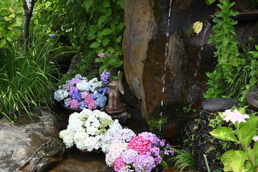 水辺の紫陽花✩.*˚