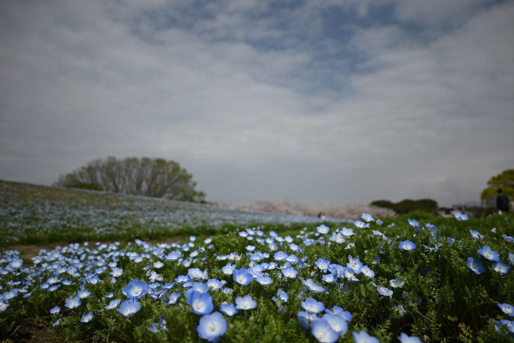 ネモフィラと桜