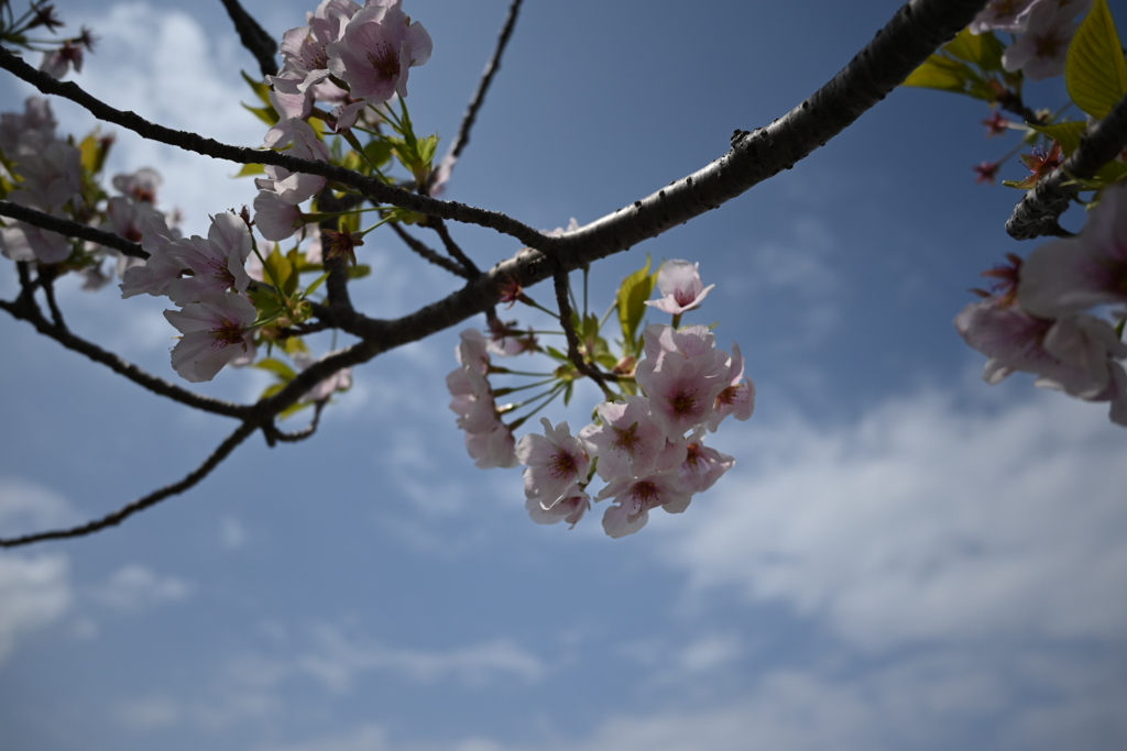 桜満開‪(*ˊᵕˋ* )