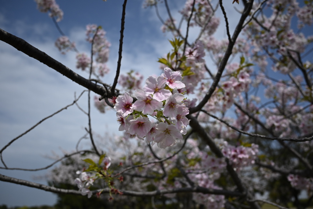 晴天の日と桜