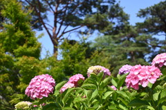 空に向かって伸びる紫陽花