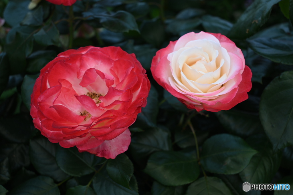 5月晴れた日の薔薇