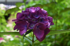 濃紫の紫陽花
