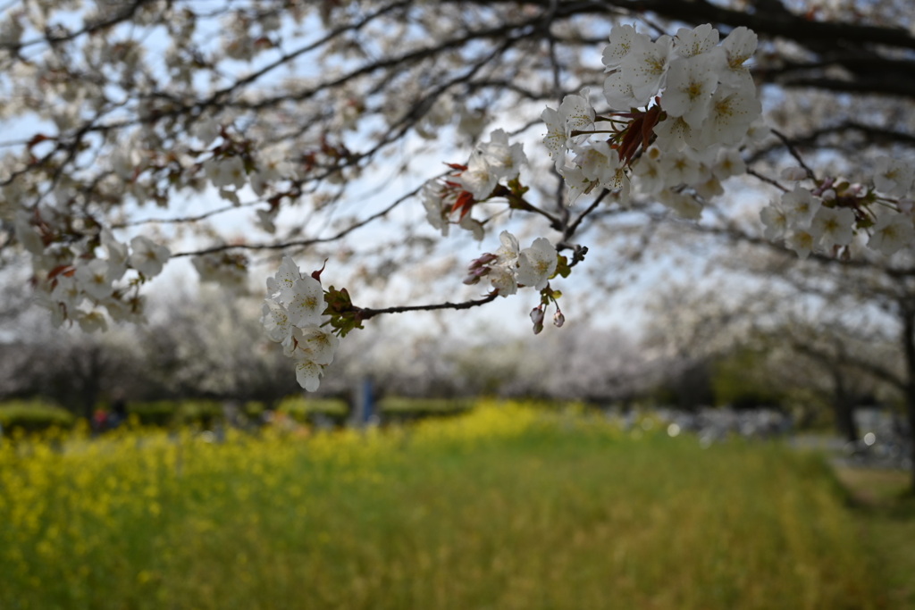 菜の花畑と桜並木