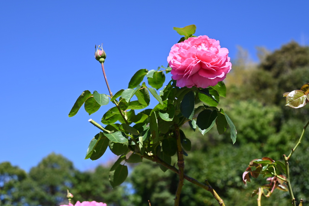 秋の薔薇