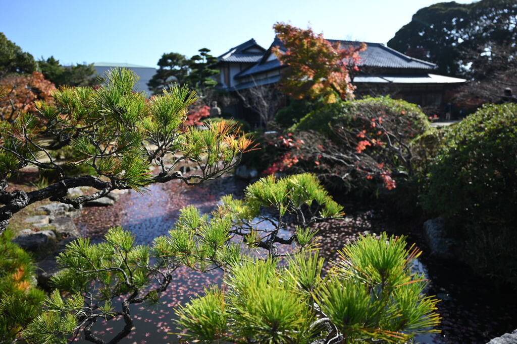 長府庭園の紅葉