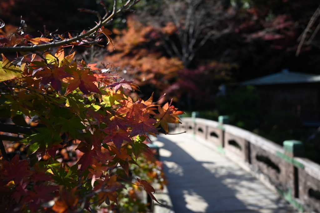 紅葉と橋