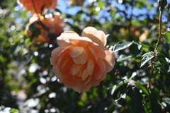 秋の薔薇4