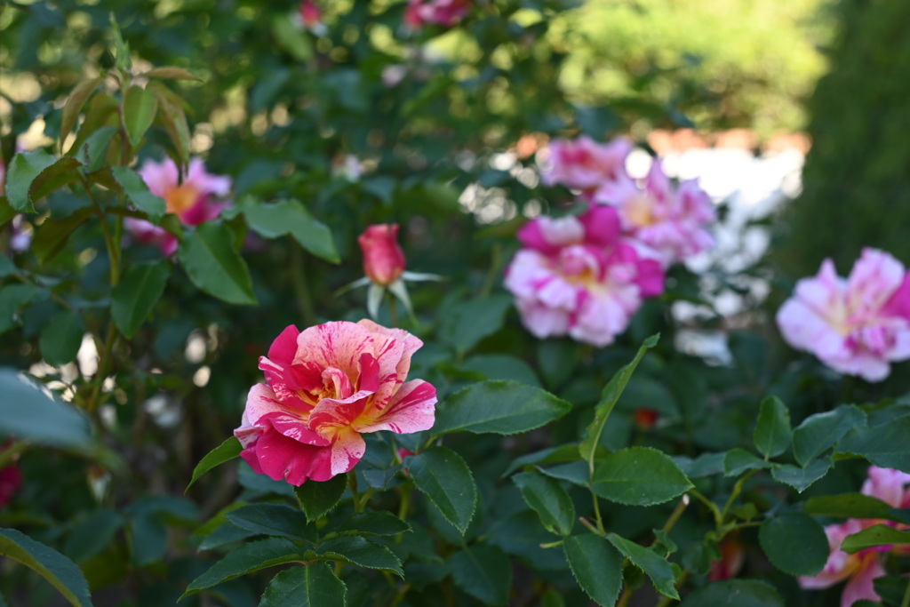 秋の薔薇5