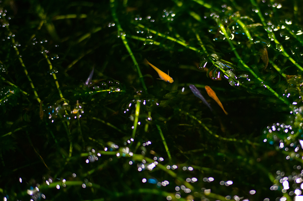 語らい。メダカ編