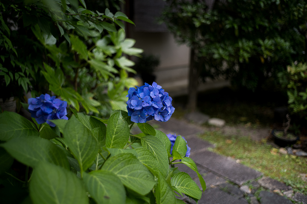 蒼紫陽花