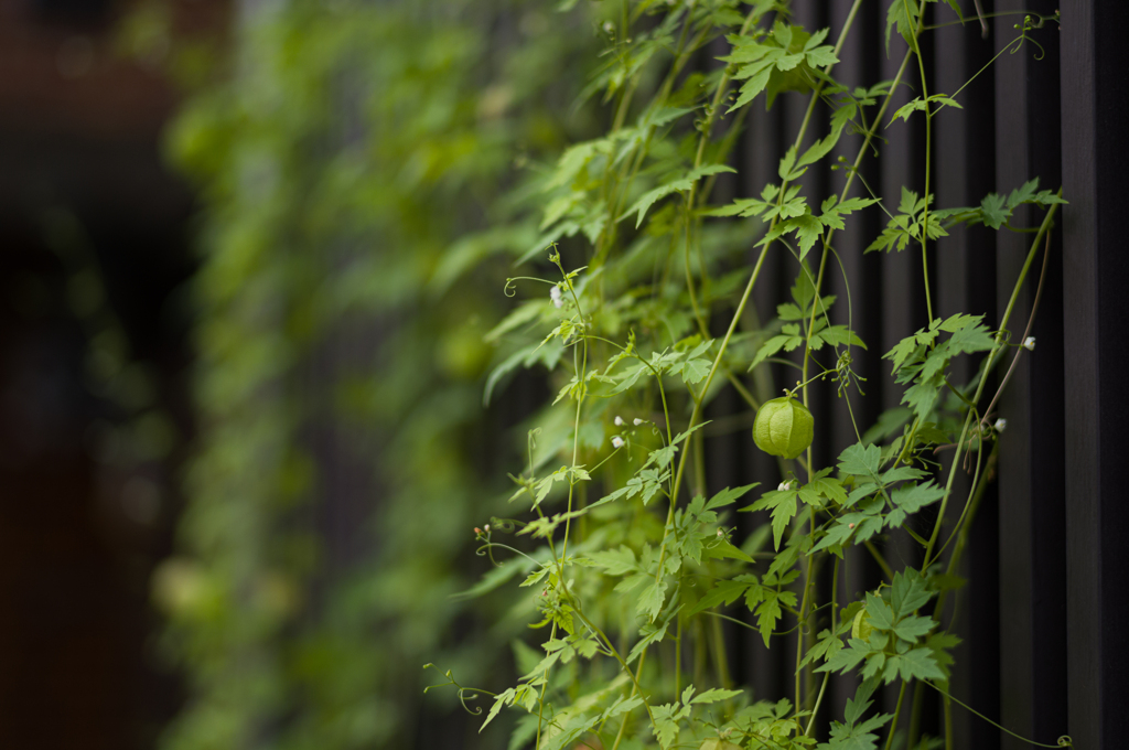 ホオズキ赤ちゃん