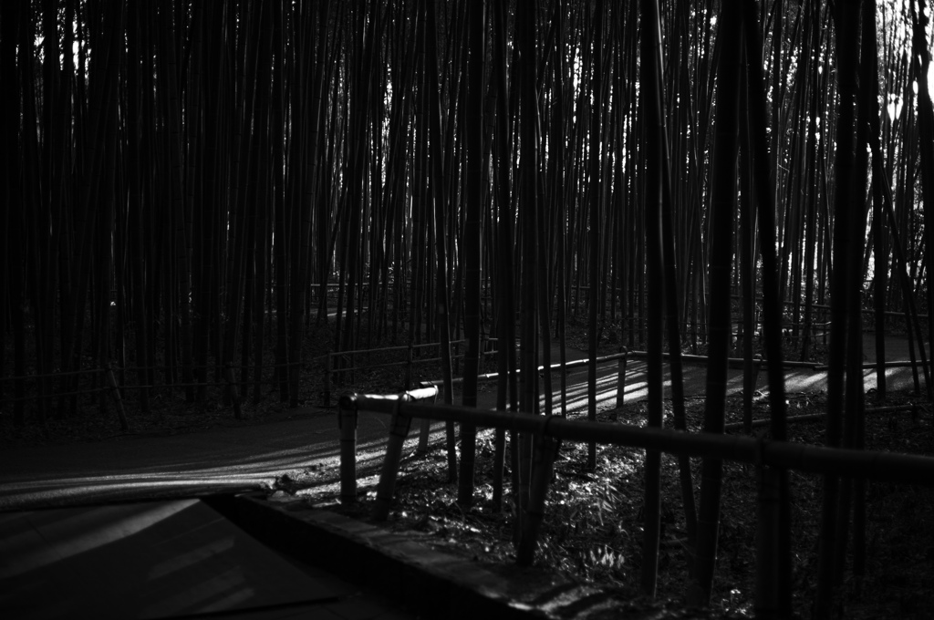 嵐山の竹林