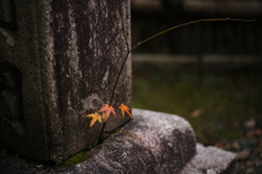 石間の生命力