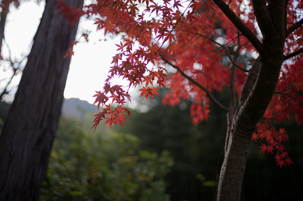 圓光寺　紅葉　14