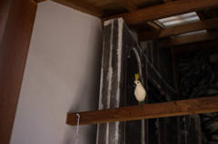 奈良散策　インコ