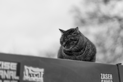 自販機上の猫