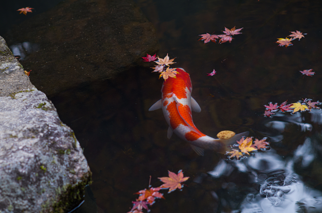 京都天授庵　紅葉と鯉6