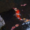 京都天授庵　紅葉と鯉6