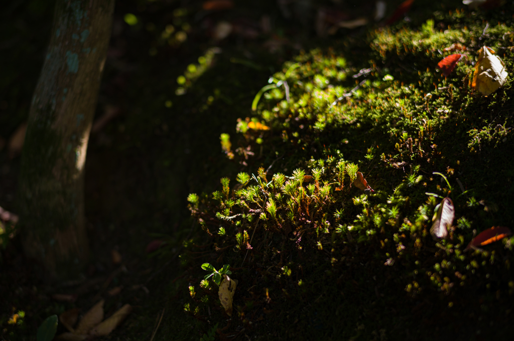 奈良吉城園　15
