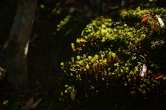 奈良吉城園　15