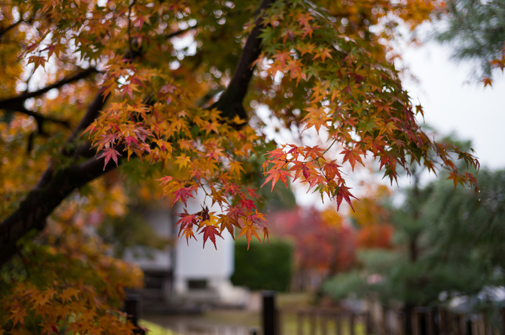京都天龍寺　紅葉10