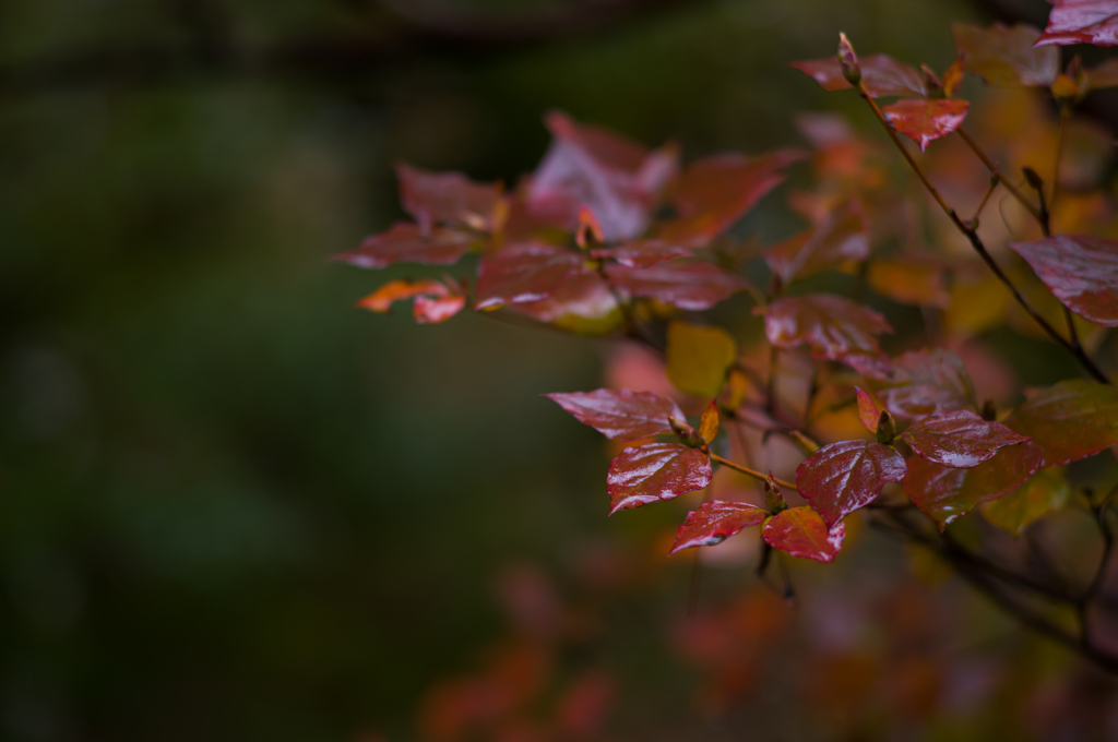 京都天龍寺　紅葉8