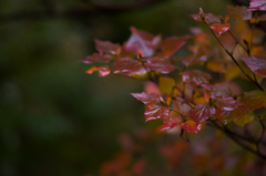 京都天龍寺　紅葉8