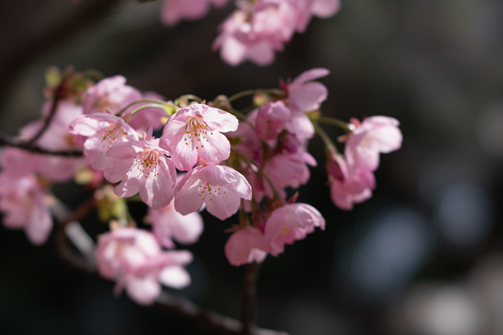 桜　1