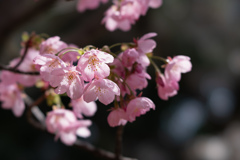 桜　1