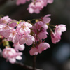 桜　1