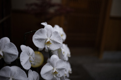 胡蝶蘭の雫