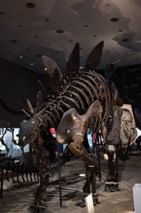 ステゴザウルス　4