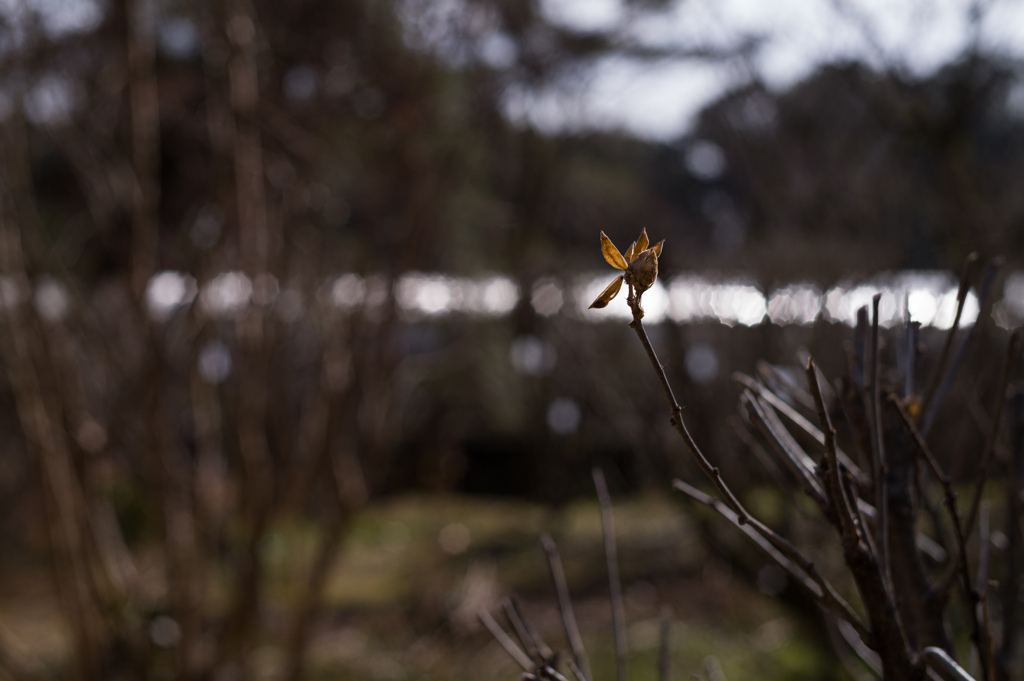 京都植物園　18