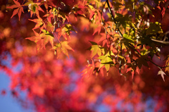 紅の紅葉