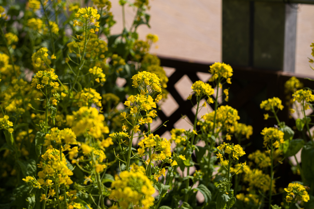 京都植物園　10