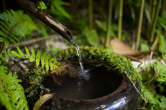 水と苔